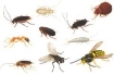 Становлять небезпеку для здоров'я: в області масово поширюються шкідливі  комахи | Терміново новини Тернополя